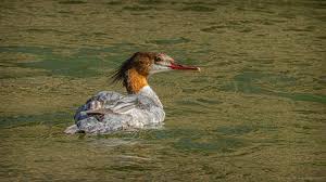 Attēlu rezultāti vaicājumam “Mergus merganser female”