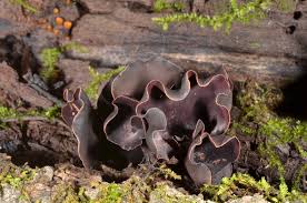 Attēlu rezultāti vaicājumam “Ionomidotis irregularis”