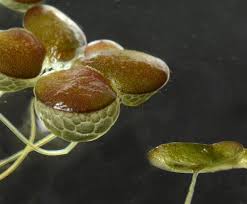 Attēlu rezultāti vaicājumam “Lemna gibba”