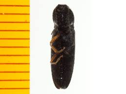 Attēlu rezultāti vaicājumam “Hemicrepidius sp.”