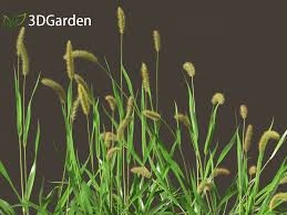 Attēlu rezultāti vaicājumam “Setaria viridis fruit”