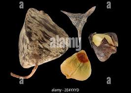 Attēlu rezultāti vaicājumam “Fagopyrum esculentum fruit”