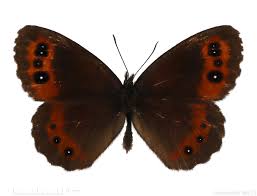 Attēlu rezultāti vaicājumam “Erebia ligea”