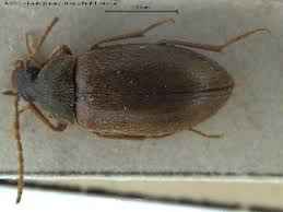 Attēlu rezultāti vaicājumam “Isomira murina”