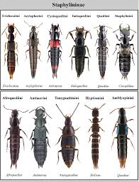 Attēlu rezultāti vaicājumam “Staphylinus erythropterus”