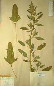 Attēlu rezultāti vaicājumam “Chenopodium acerifolium leaf”