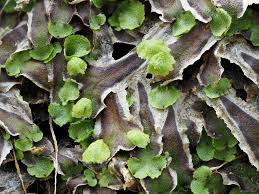 Attēlu rezultāti vaicājumam “Preissia quadrata”