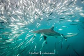 Image result for Carcharhinus brevipinna