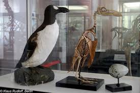 Image result for Pinguinus impennis
