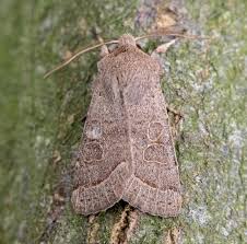 Attēlu rezultāti vaicājumam “Orthosia cerasi”