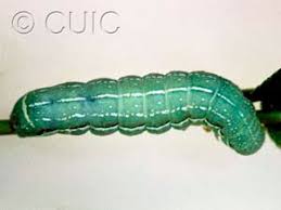 Attēlu rezultāti vaicājumam “Orthosia larvae”