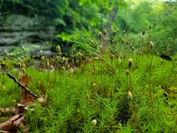 Attēlu rezultāti vaicājumam “Polytrichales”