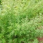 Image result for Artemisia gmelinii