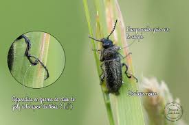 Attēlu rezultāti vaicājumam “Dasytidae”