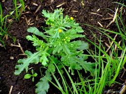 Attēlu rezultāti vaicājumam “Senecio vulgaris”