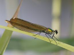 Attēlu rezultāti vaicājumam “Calopteryx splendens”