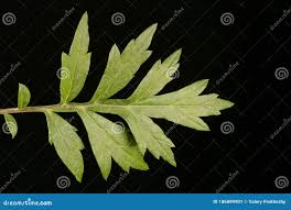Attēlu rezultāti vaicājumam “Artemisia vulgaris leaf”
