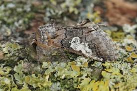 Attēlu rezultāti vaicājumam “Diloba caeruleocephala larva”