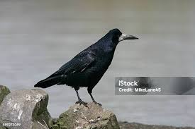 Attēlu rezultāti vaicājumam “Corvus frugilegus”