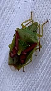 Attēlu rezultāti vaicājumam “Chlorochroa juniperina”