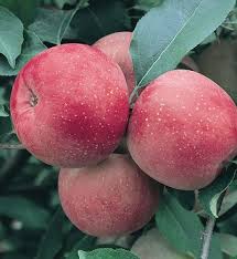 Attēlu rezultāti vaicājumam “Malus domestica”