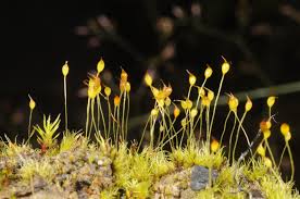 Attēlu rezultāti vaicājumam “Dicranella staphylina”