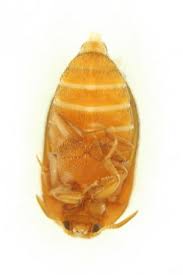 Attēlu rezultāti vaicājumam “Attagenus smirnovi”