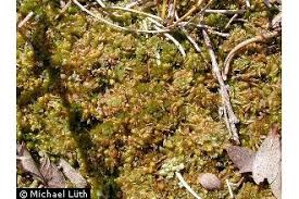 Attēlu rezultāti vaicājumam “Mylia anomala”