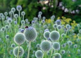 Attēlu rezultāti vaicājumam “Echinops sphaerocephalus flower”