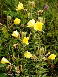Image result for Oenothera biennis