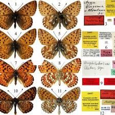 Attēlu rezultāti vaicājumam “Clossiana euphrosyne upperside”