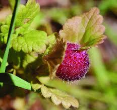 Attēlu rezultāti vaicājumam “Liposthenes glechomae”