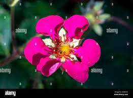 Attēlu rezultāti vaicājumam “Fragaria x ananassa flower”
