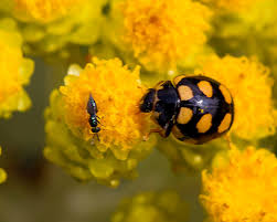 Attēlu rezultāti vaicājumam “Coccinula quatuordecimpustulata”
