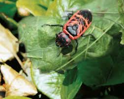 Attēlu rezultāti vaicājumam “Caenolyda reticulata”