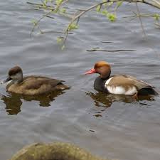 Image result for Netta rufina