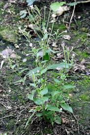 Attēlu rezultāti vaicājumam “Epilobium montanum flower”