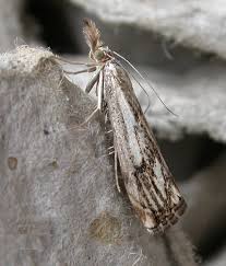 Attēlu rezultāti vaicājumam “Catoptria falsella”