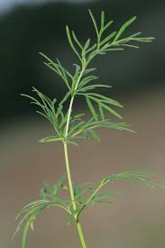 Attēlu rezultāti vaicājumam “Cnidium dubium”