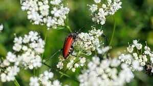 Attēlu rezultāti vaicājumam “Anastrangalia sanguinolenta female”