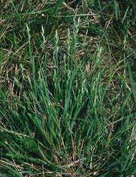 Attēlu rezultāti vaicājumam “Danthonia decumbens”