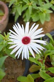 Image result for Mesembryanthemum criniflorum