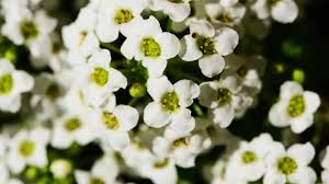 Image result for Alyssum diffusum
