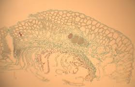 Attēlu rezultāti vaicājumam “Ricciocarpos natans”