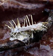 Attēlu rezultāti vaicājumam “Akanthomyces aculeatus”