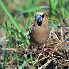 Attēlu rezultāti vaicājumam “Coccothraustes coccothraustes”