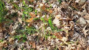 Attēlu rezultāti vaicājumam “Carex acutiformis leaf”