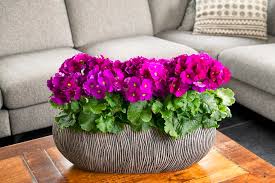 Image result for Primula obconica