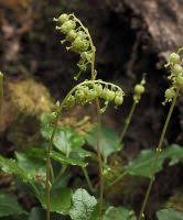 Attēlu rezultāti vaicājumam “Orthilia secunda bud”
