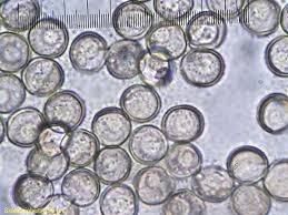 Attēlu rezultāti vaicājumam “Licea castanea”